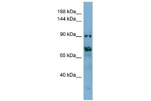 TMEM146 antibody used at 1 ug/ml to detect target protein. (TMEM146 抗体  (Middle Region))