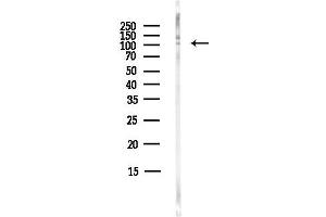 anti-Leucine-Rich Repeat Containing G Protein-Coupled Receptor 4 (LGR4) (C-Term) antibody