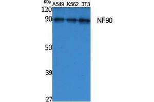 Western Blotting (WB) image for anti-Interleukin enhancer-binding factor 3 (ILF3) (Internal Region) antibody (ABIN3187604) (Interleukin enhancer-binding factor 3 (ILF3) (Internal Region) 抗体)