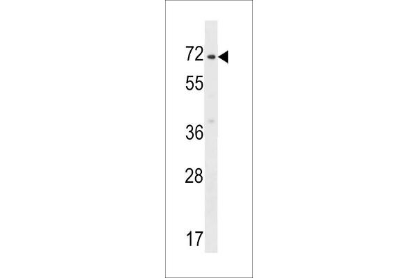 ZNF155 抗体  (C-Term)