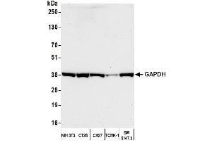 Western Blotting (WB) image for anti-Glyceraldehyde-3-Phosphate Dehydrogenase (GAPDH) (AA 250-300) antibody (ABIN7453833)