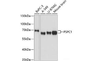Western blot analysis of extracts of various cell lines using PSPC1 Polyclonal Antibody at dilution of 1:3000. (PSPC1 抗体)
