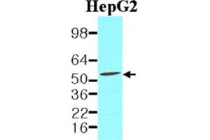 Western blot analysis of cell lysates of HepG2 (40 ug) were resolved by SDS - PAGE , transferred to NC membrane and probed with PDCD4 monoclonal antibody , clone k4C1 (1 : 2000) . (PDCD4 抗体)