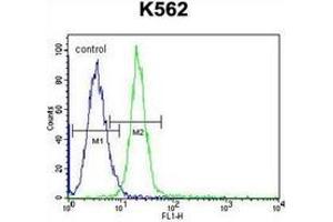 Flow cytometric analysis of K562 cells using CD339 / JAG1 Antibody (C-term) Cat. (JAG1 抗体  (C-Term))
