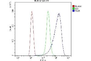anti-Tenascin XB (TNXB) (AA 3309-3337), (C-Term) antibody