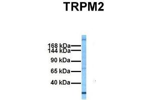 Host:  Rabbit  Target Name:  TRPM2  Sample Tissue:  Human Fetal Liver  Antibody Dilution:  1. (TRPM2 抗体  (N-Term))