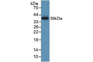 Western blot analysis of recombinant Human TBG. (SERPINA7 抗体  (AA 128-415))