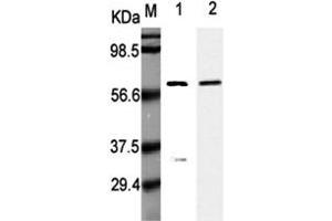 Western Blot analysis using anti-Listeria monocytogenes, mAb (P6007)  at 1:5000 dilution. (Listeria Monocytogenes, P60 抗体)