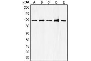 Western blot analysis of CDC27 expression in A549 (A), K562 (B), Jurkat (C), HEK293T (D), HeLa (E) whole cell lysates. (CDC27 抗体  (Center))