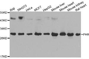 Western blot analysis of extracts of various cell lines, using PHB antibody (ABIN5969986) at 1/1000 dilution. (Prohibitin 抗体)