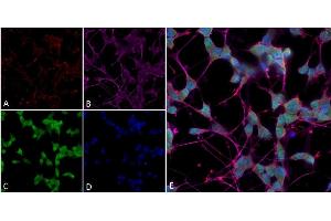 Immunocytochemistry/Immunofluorescence analysis using Mouse Anti-Thyroid Hormone Receptor Monoclonal Antibody, Clone H43 (ABIN6952042). (THRA 抗体  (APC))