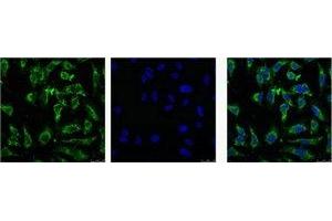 IF analysis of Hela with antibody (Left) and DAPI (Right) diluted at 1:100. (EFHD1 抗体)