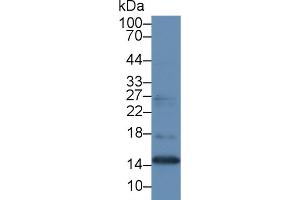 Detection of MK in Human Placenta lysate using Polyclonal Antibody to Midkine (MK) (Midkine 抗体  (AA 22-143))