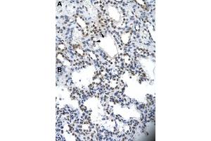 Immunohistochemical staining (Formalin-fixed paraffin-embedded sections) of human kidney (A) and human heart (B) with ILF2 polyclonal antibody  at 4-8 ug/mL working concentration. (ILF2 抗体  (C-Term))
