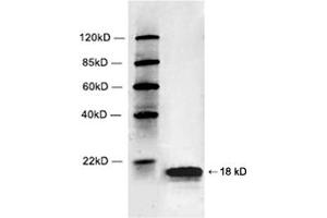 Western blot analysis of Hela cell lysate using 1 µg/mL Rabbit Anti-Histone 2B Polyclonal Antibody (ABIN398701) The signal was developed with IRDyeTM 800 Conjugated Goat Anti-Rabbit IgG. (Histone 2b (HIST1H2BL) (C-Term) 抗体)
