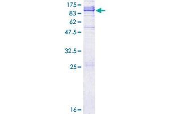 ADAM21 Protein (AA 1-722) (GST tag)