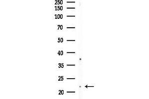 anti-Cysteine and Glycine-Rich Protein 1 (CSRP1) (Internal Region) antibody