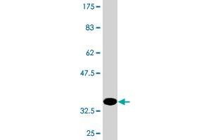 Western Blot detection against Immunogen (36. (Kallikrein 4 抗体  (AA 159-254))