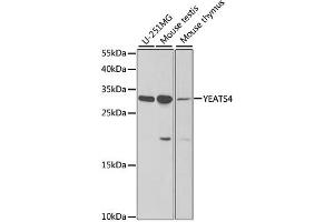 Western blot analysis of extracts of various cell lines, using YEATS4 antibody (ABIN1980334) at 1:1000 dilution. (GAS41 抗体)