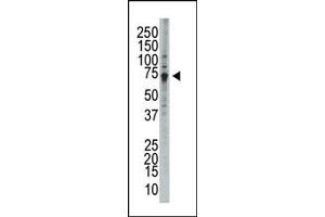 Image no. 1 for anti-WEE1 Homolog (S. Pombe) (WEE1) (C-Term) antibody (ABIN360579) (WEE1 抗体  (C-Term))