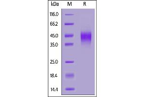 SDS-PAGE (SDS) image for C-Type Lectin Domain Family 12, Member A (CLEC12A) (AA 65-265) (Active) protein (AVI tag,His tag,Biotin) (ABIN6973031)