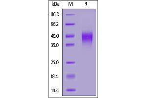 Biotinylated Human CLEC12A, His,Avitag on  under reducing (R) condition.