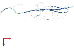 TATA Element Modulatory Factor 1 (TMF1) (AA 1-1091) protein (His tag)