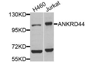 Western blot analysis of extracts of various cell lines, using ANKRD44 antibody (ABIN5974620) at 1/1000 dilution. (ANKRD44 抗体)