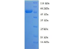 SDS-PAGE (SDS) image for Myelin Basic Protein (MBP) (AA 134-304), (partial) protein (GST tag) (ABIN1047418)
