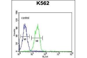 CLM1 Antibody (N-term) (ABIN653906 and ABIN2843144) flow cytometric analysis of K562 cells (right histogram) compared to a negative control cell (left histogram). (IREM1 抗体  (N-Term))