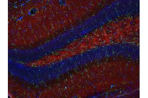 Indirect immunostaining of PFA fixed mouse hippocampus section with anti-SCAMP 1 (dilution 1 : 200; red) and mouse anti-GFAP (cat. (SCAMP1 抗体)