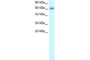 WB Suggested Anti-TRAFD1 Antibody Titration:  0.
