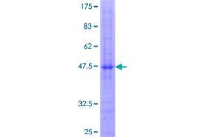 Image no. 1 for Killer Cell Lectin-Like Receptor Subfamily C, Member 1 (KLRC1) (AA 1-233) protein (GST tag) (ABIN1308886)