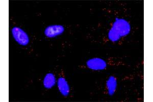 Proximity Ligation Assay (PLA) image for anti-Mitogen-Activated Protein Kinase 1 (MAPK1) (AA 261-360) antibody (ABIN562405)