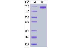 SDS-PAGE (SDS) image for Neurotrophic Tyrosine Kinase, Receptor, Type 1 (NTRK1) (AA 33-417) protein (Fc Tag) (ABIN6938902)