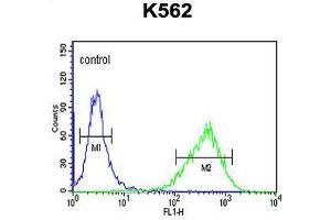 UPK1B Antibody (Center) flow cytometric analysis of K562 cells (right histogram) compared to a negative control cell (left histogram). (Uroplakin 1B 抗体  (Middle Region))