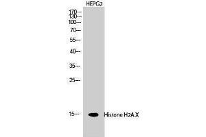 Western Blotting (WB) image for anti-H2A Histone Family, Member X (H2AFX) (Ser465) antibody (ABIN3180085) (H2AFX 抗体  (Ser465))