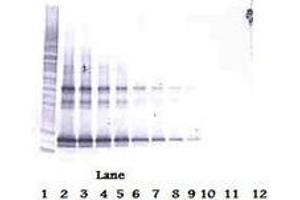 Image no. 3 for anti-Tumor Necrosis Factor (Ligand) Superfamily, Member 14 (TNFSF14) antibody (ABIN465433) (TNFSF14 抗体)