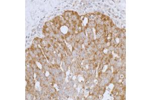 Immunohistochemistry (IHC) image for anti-Peroxiredoxin 3 (PRDX3) (AA 206-256) antibody (ABIN7453415) (Peroxiredoxin 3 抗体  (AA 206-256))