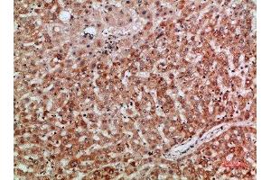 Immunohistochemical analysis of paraffin-embedded human-liver, antibody was diluted at 1:200 (Thymopoietin 抗体  (AA 1-50))