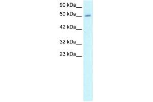 CCNA2 antibody (20R-1301) used at 0. (Cyclin A 抗体  (C-Term))