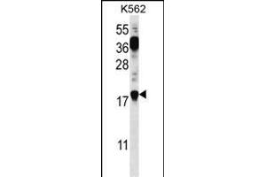 PTMS Antibody (C-term) (ABIN656745 and ABIN2845967) western blot analysis in K562 cell line lysates (35 μg/lane). (Parathymosin 抗体  (C-Term))