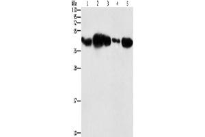Western Blotting (WB) image for anti-Phosphoglycerate Kinase 2 (PGK2) antibody (ABIN2429399) (PGK2 抗体)