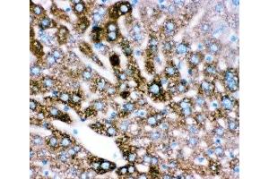 IHC-P: CYP2E1 antibody testing of mouse liver tissue (CYP2E1 抗体  (AA 1-310))