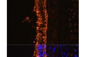 Immunofluorescence analysis of Rat bronchus cells using KRT7 Polyclonal Antibody at dilution of 1:100. (Cytokeratin 7 抗体)