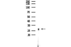 Western blot analysis of lysates from Mouse lung, using 14-3-3 gamma Antibody at 1/1000 dilution.