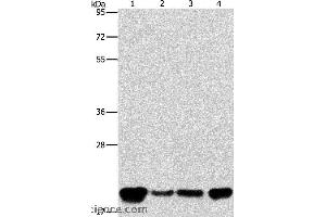 Western blot analysis of A549, K562, hela and hepG2 cell, using PEBP1 Polyclonal Antibody at dilution of 1:400 (PEBP1 抗体)