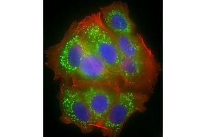 Immunofluorescent analysis of 4 % paraformaldehyde-fixed, 0. (COX1 抗体  (AA 195-224))