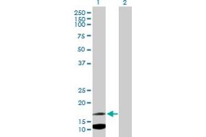 Western Blot analysis of IFITM2 expression in transfected 293T cell line by IFITM2 MaxPab polyclonal antibody. (IFITM2 抗体  (AA 1-132))