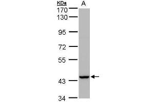 WB Image Sample(30 μg of whole cell lysate) A:MOLT4 , 7. (PEX13 抗体  (C-Term))